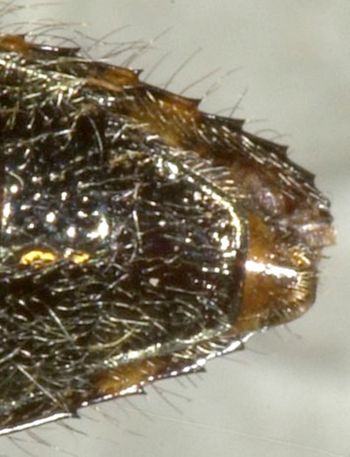 Media type: image;   Entomology 2722 Aspect: anal sclerite